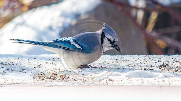 Snow Birds (c)PicsbyJax #snow #birds #wildlife #picsbyjax-0871.jpg