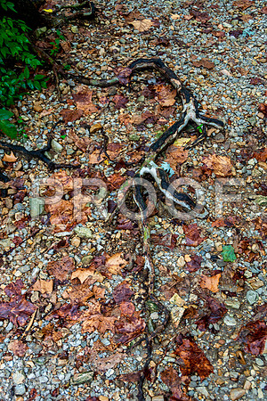 Route 66- Roubidoux Spring (c)PicsbyJax #route66 #roubidoux #getyourpicsonroute66 #picsbyjax -2411.jpg
