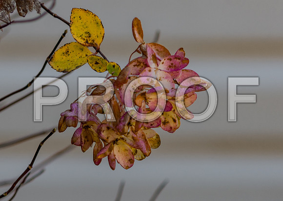 Fall 2018 (c)PicsbyJax-4267.jpg