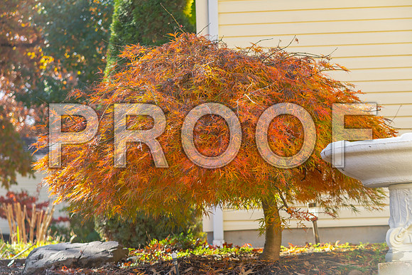 Fall 2018 (c)PicsbyJax-4271.jpg