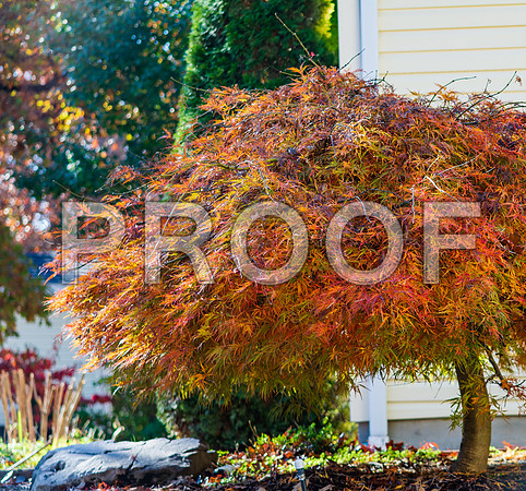 Fall 2018 (c)PicsbyJax-4272.jpg