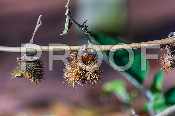 Fall 2018 (c)PicsbyJax-4278.jpg