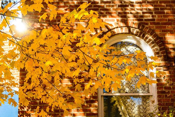 Fall (c)2017PicsbyJax #fall2017 #picsbyjax-5263.jpg