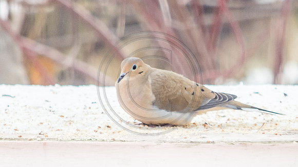 Snow Birds (c)PicsbyJax #snow #birds #wildlife #picsbyjax-0815.jpg