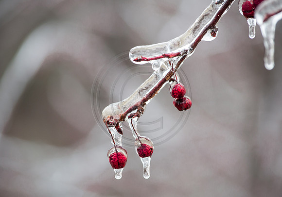 Jupiter Ice Storm- Saturday 14, 2017 (c)PicsbyJax whatisee shootandediteveryday picsbyjax-0010.jpg