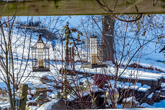 Snow Birds (c)PicsbyJax #snow #birds #wildlife #picsbyjax-0845.jpg