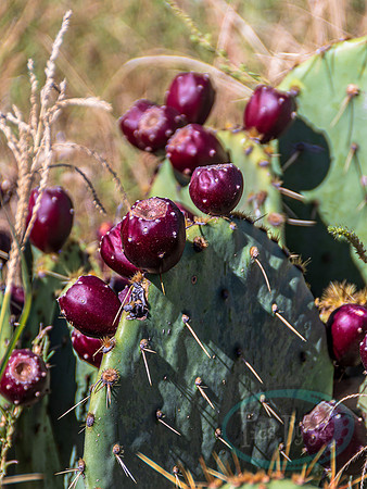 Prickly Pear_7127.jpg