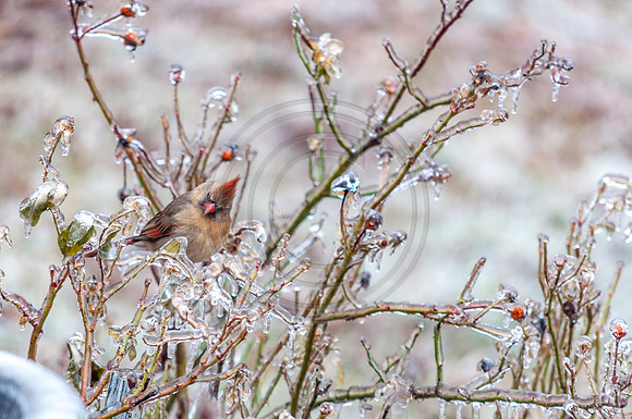 Jupiter Ice Storm- Friday 13, 2017 (c)PicsbyJax whatisee shootandediteveryday picsbyjax-0039.jpg