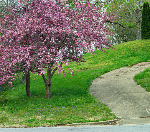Spring 2020 (C)PicsbyJax-4163.jpg