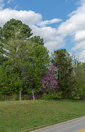 Spring 2020 (C)PicsbyJax-4166.jpg