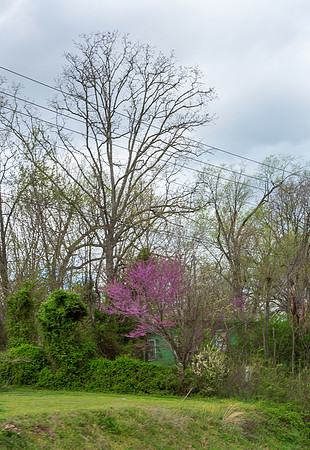 Spring 2020 (C)PicsbyJax-4167.jpg