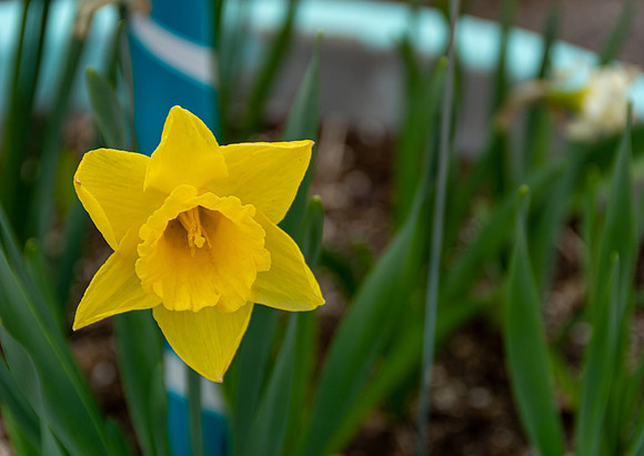 Spring 2020 (C)PicsbyJax-4171.jpg