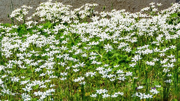 Spring 2020 (C)PicsbyJax-4172.jpg