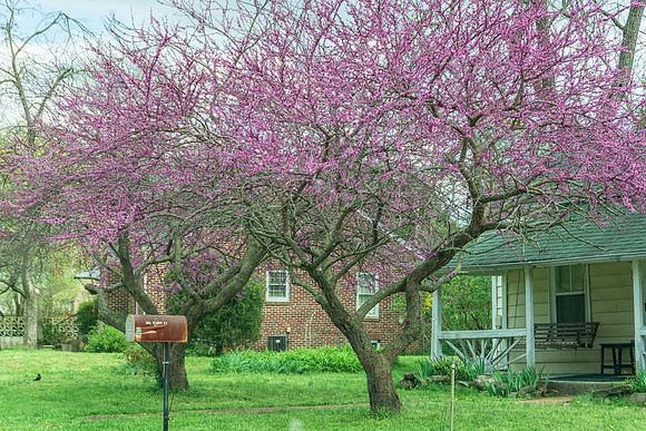 Spring 2020 (C)PicsbyJax-4173.jpg