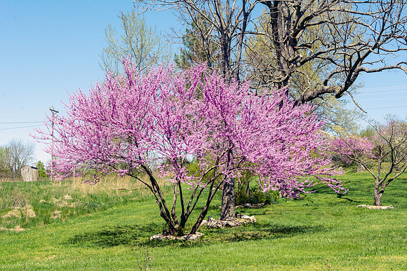Spring 2020 © PicsbyJax-4483.jpg