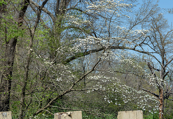 Spring 2020 © PicsbyJax-4492.jpg