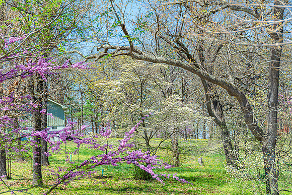 Spring 2020 © PicsbyJax-4495.jpg