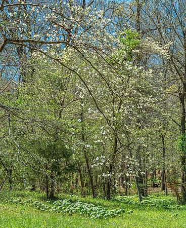 Spring 2020 © PicsbyJax-4499.jpg