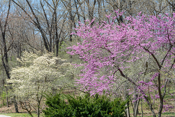 Spring 2020 © PicsbyJax-4500.jpg