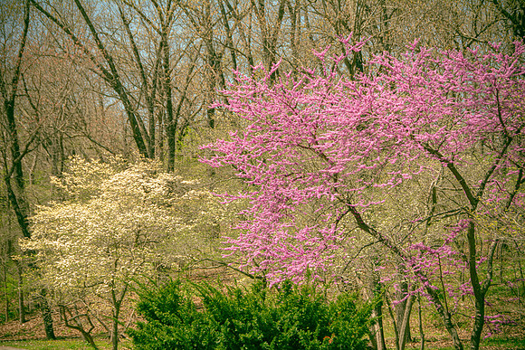 Spring 2020 © PicsbyJax-4501.jpg