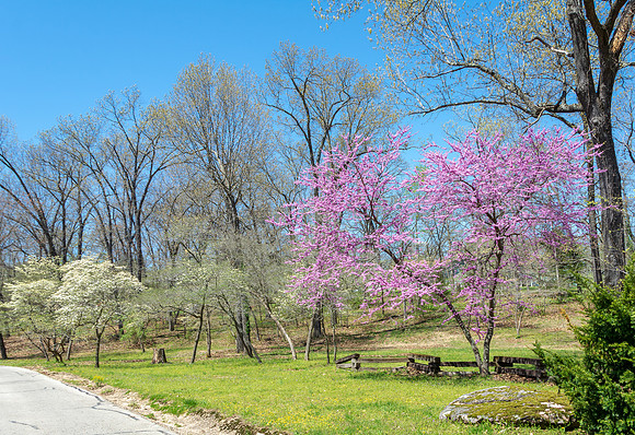 Spring 2020 © PicsbyJax-4502.jpg