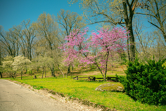 Spring 2020 © PicsbyJax-4503.jpg