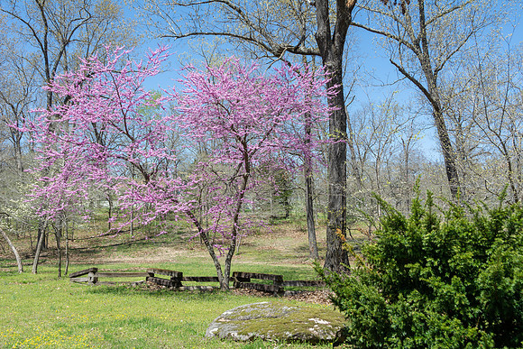 Spring 2020 © PicsbyJax-4504.jpg