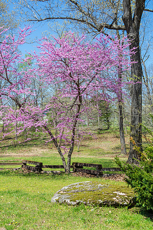 Spring 2020 © PicsbyJax-4507.jpg