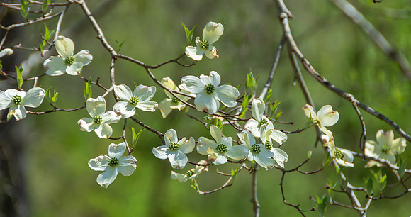 Spring 2020 © PicsbyJax-4508.jpg