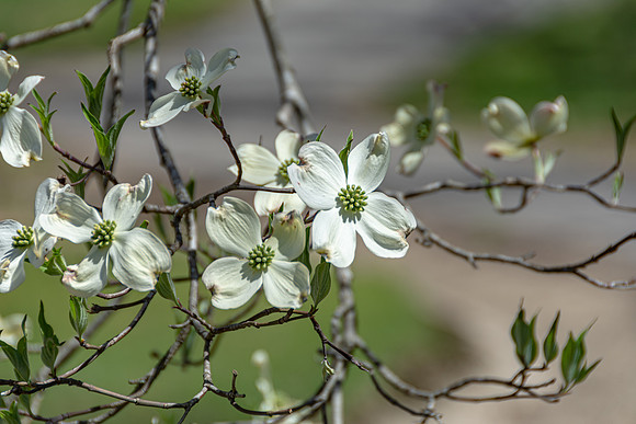 Spring 2020 © PicsbyJax-4509.jpg