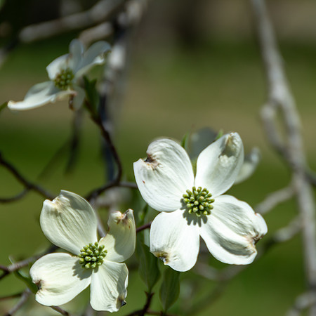 Spring 2020 © PicsbyJax-4510.jpg
