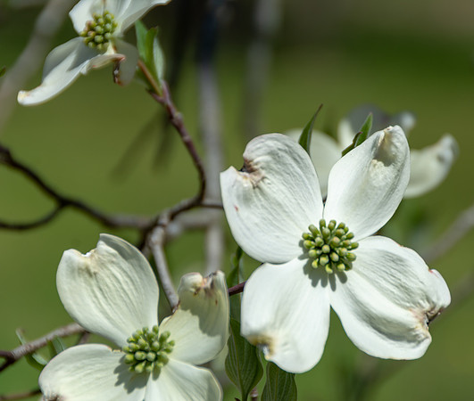 Spring 2020 © PicsbyJax-4511.jpg