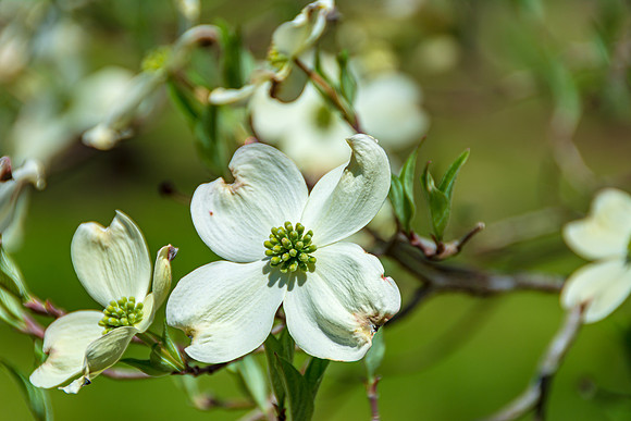 Spring 2020 © PicsbyJax-4512.jpg