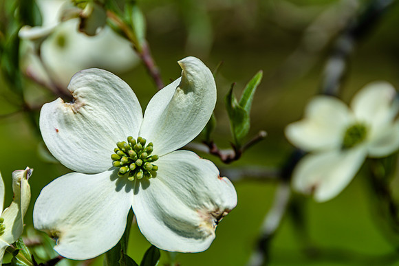 Spring 2020 © PicsbyJax-4513.jpg