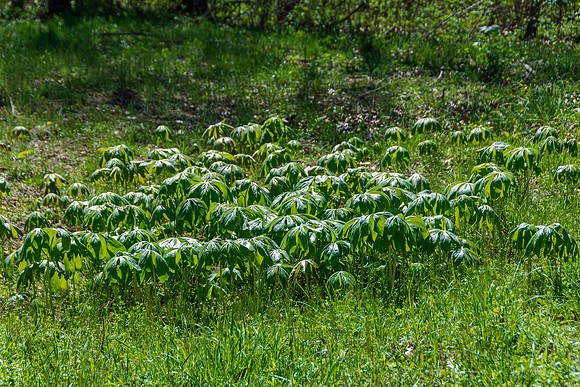 Spring 2020 © PicsbyJax-4515.jpg