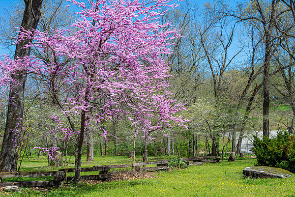 Spring 2020 © PicsbyJax-4516.jpg