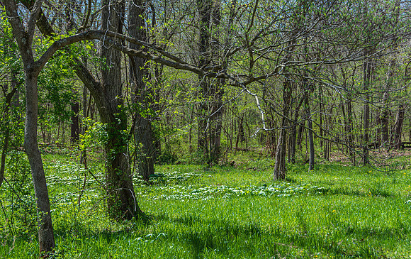 Spring 2020 © PicsbyJax-4517.jpg