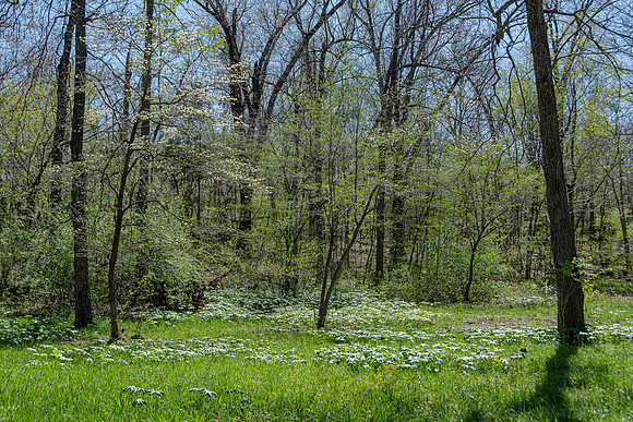 Spring 2020 © PicsbyJax-4518.jpg
