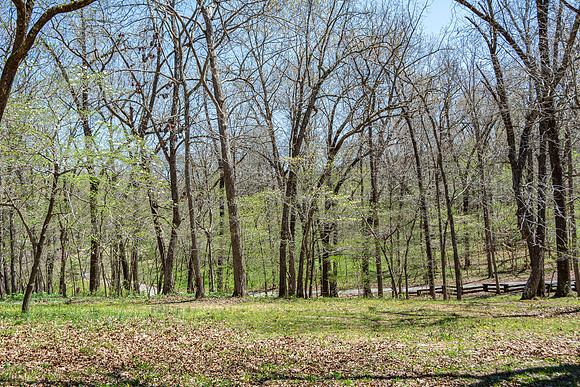 Spring 2020 © PicsbyJax-4524.jpg