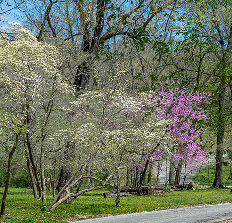 Spring 2020 © PicsbyJax-4534.jpg