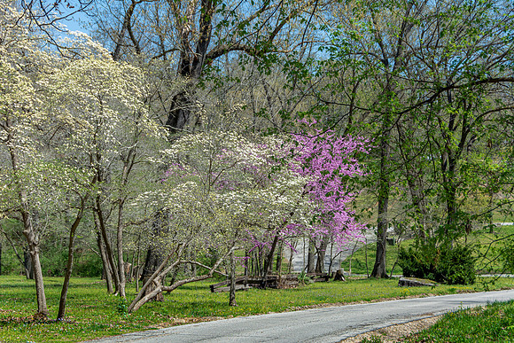 Spring 2020 © PicsbyJax-4535.jpg