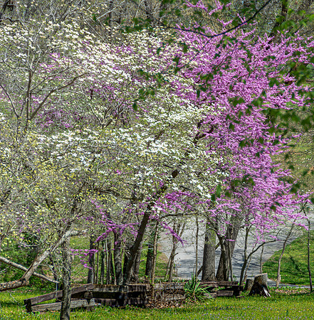 Spring 2020 © PicsbyJax-4537.jpg