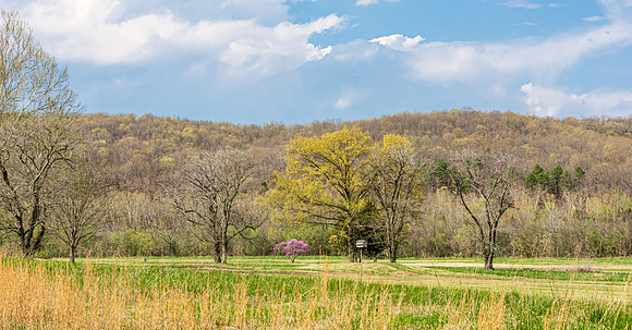 Spring 2020 © PicsbyJax-4411.jpg