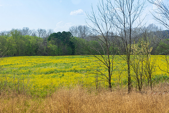 Spring 2020 © PicsbyJax-4414.jpg