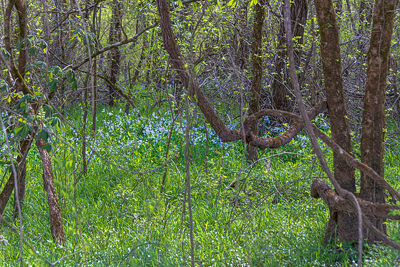 Spring 2020 © PicsbyJax-4415.jpg