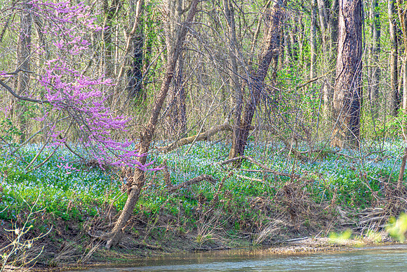 Spring 2020 © PicsbyJax-4440.jpg