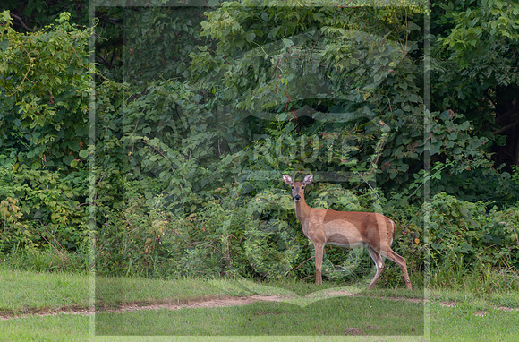 Devils Elbow, MO ©PicsbyJax-0011.jpg