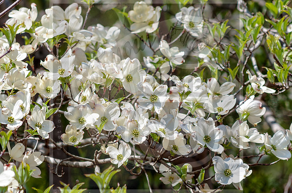 Spring 2020 © PicsbyJax-0280.jpg