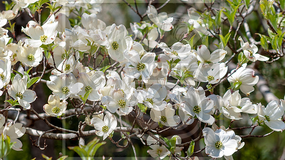 Spring 2020 © PicsbyJax-0281.jpg