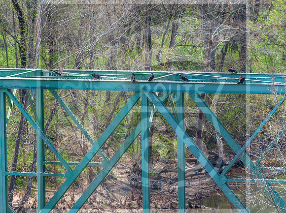 Spring 2020 © PicsbyJax-0289.jpg